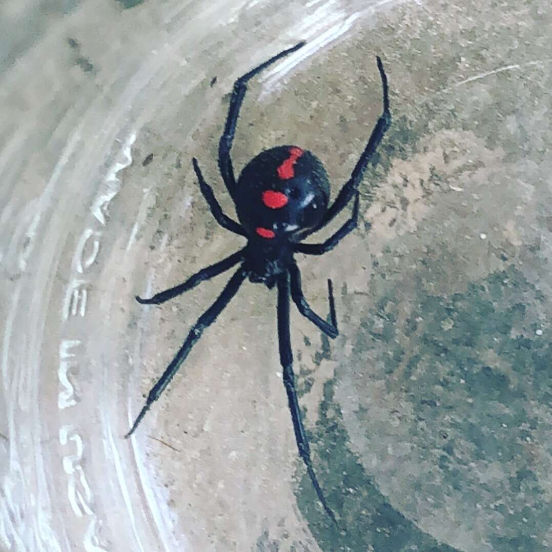 Image of Northern Black Widow