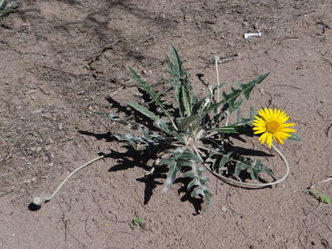 Image of Trichocline sinuata (D. Don) Cabrera