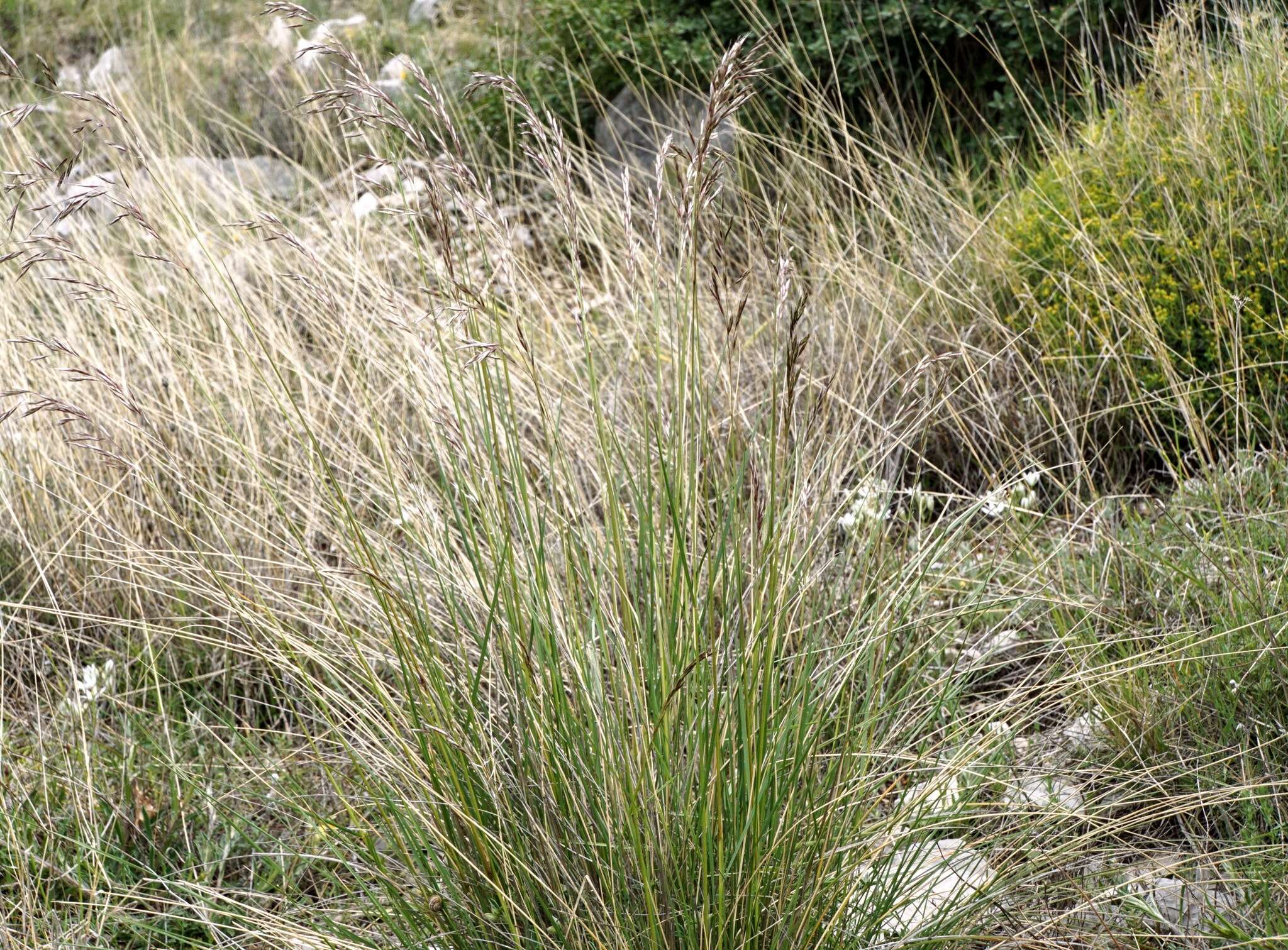 Image of Helictotrichon convolutum (C. Presl) Henrard