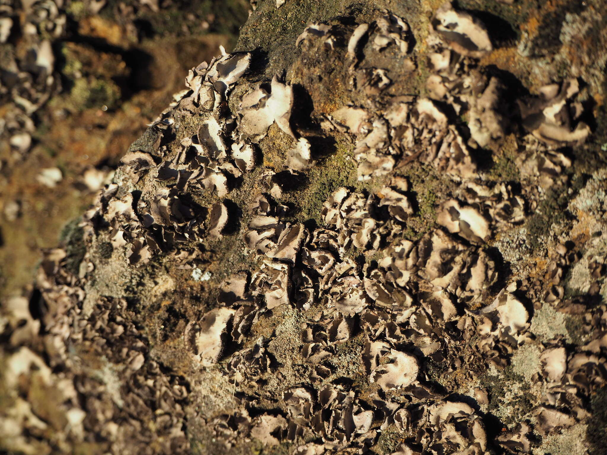 Image of hairy navel lichen