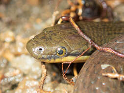 Image of Tonkin Mountain Keelback