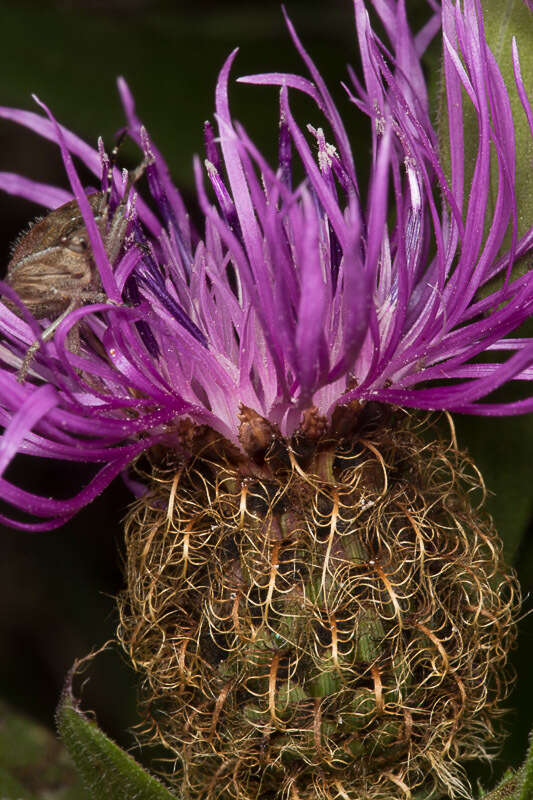 Centaurea nervosa Willd. resmi