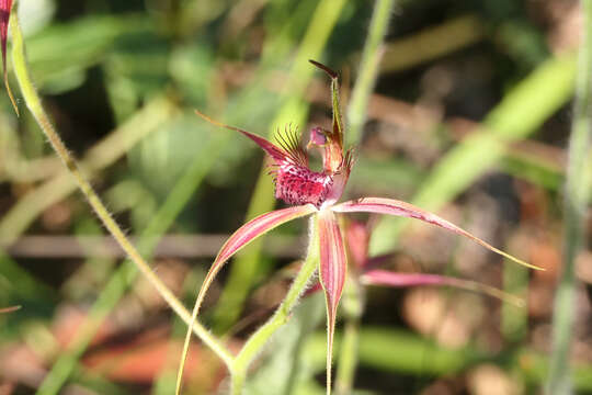 Image of Carousel spider orchid