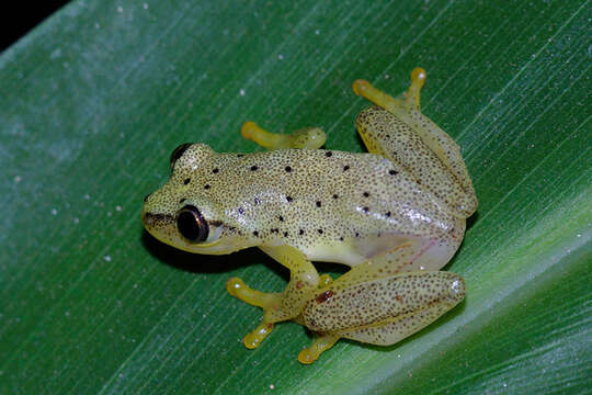 Image of Heterixalus punctatus Glaw & Vences 1994