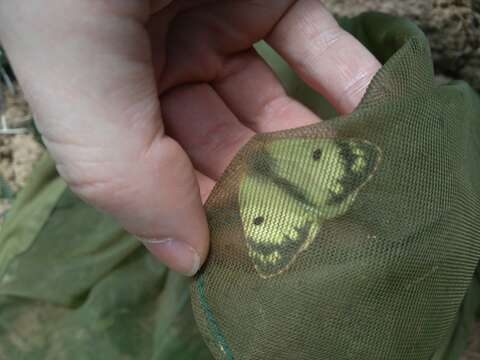 Image of bergers clouded yellow