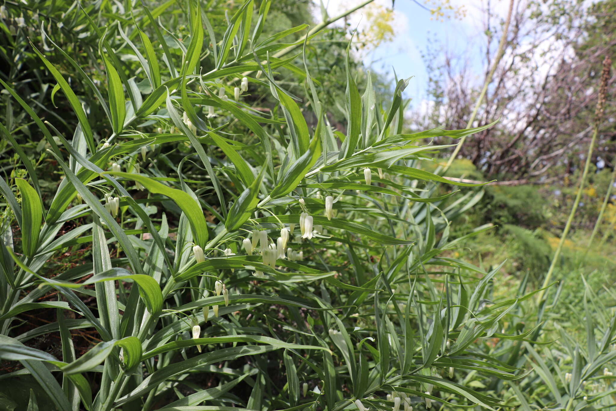 Слика од Polygonatum sewerzowii Regel