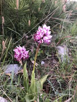 Image of Orchis simia subsp. simia