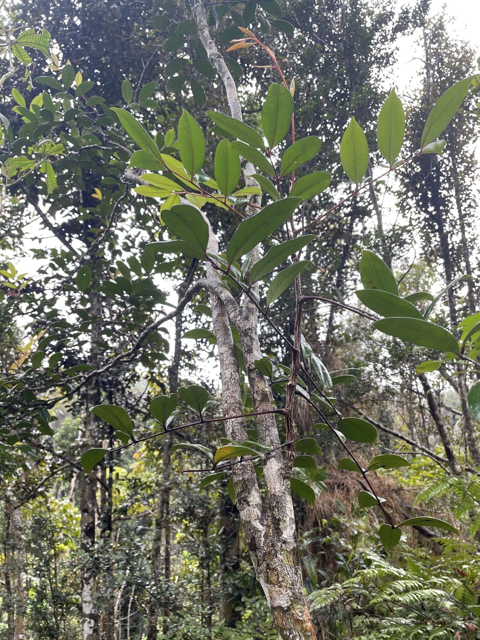 Imagem de Simarouba tulae Urban