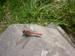 Image of Ruddy Darter