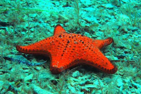 Image of Anthaster valvulatus (Muller & Troschel 1843)