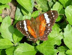 Plancia ëd Anartia amathea roeselia Eschscholtz 1821