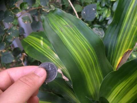 Image of fragrant dracaena