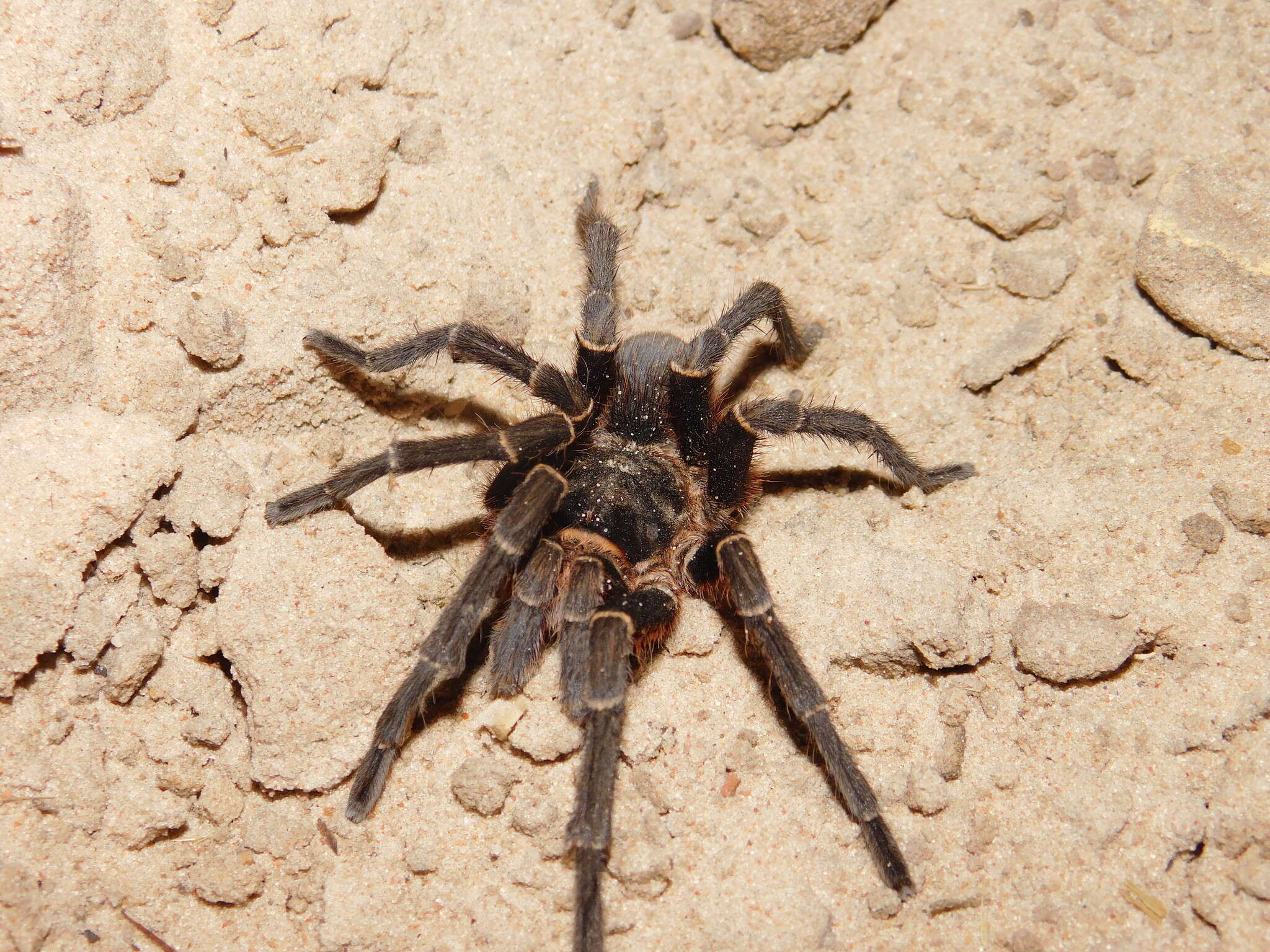 Image of Acanthoscurria cordubensis Thorell 1894