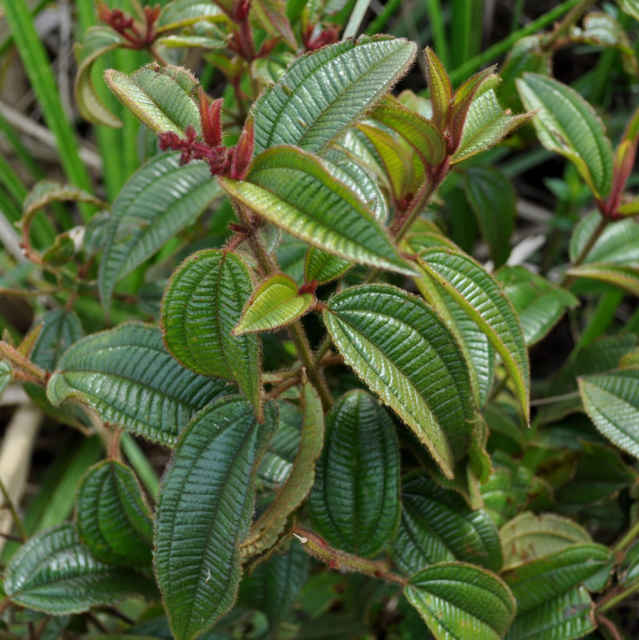 Image of Miconia australis