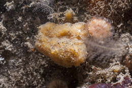 Image of Axinella parva Picton & Goodwin 2007
