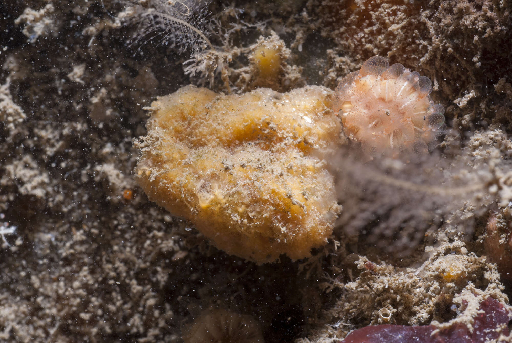 Image of Axinella parva Picton & Goodwin 2007