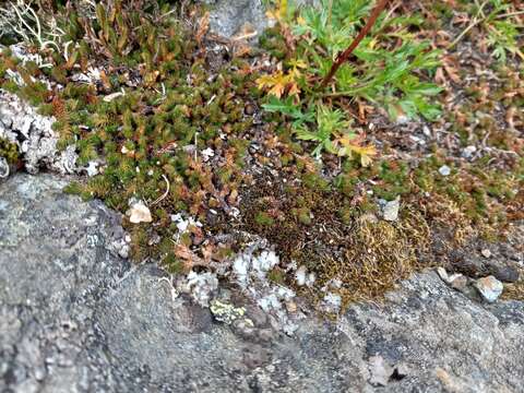 Image of Siberian spikemoss