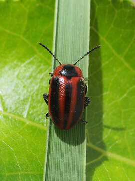 Слика од <i>Entomoscelis adonidis</i>