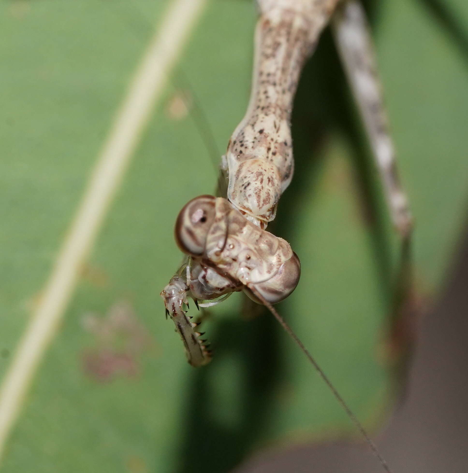 Image of Ciulfina biseriata Westwood 1889