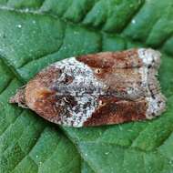 Image of broad-barred button moth