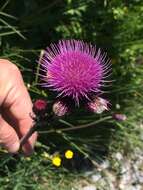 Image of Brook Thistle