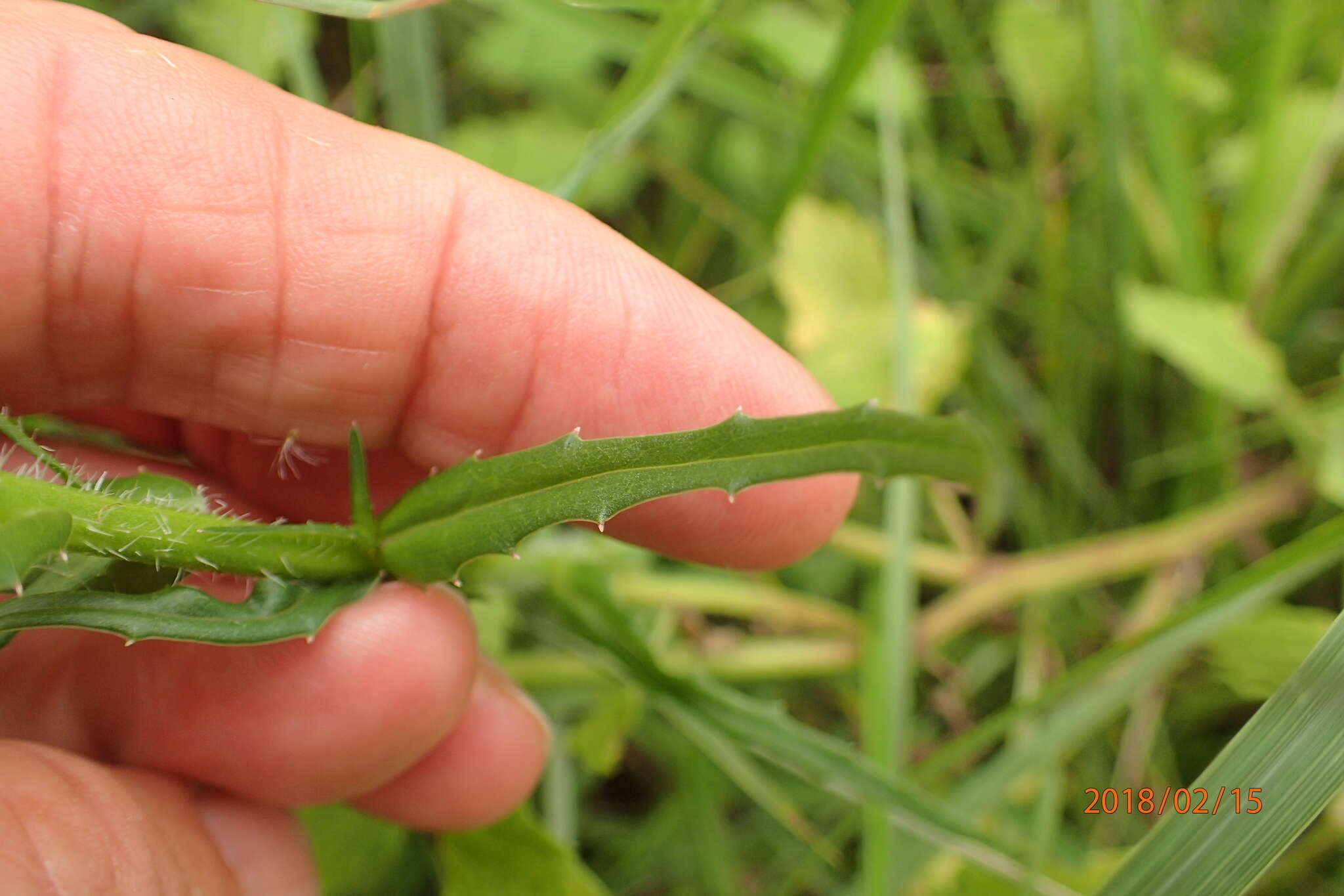 Image of Wahlenbergia krebsii Cham.