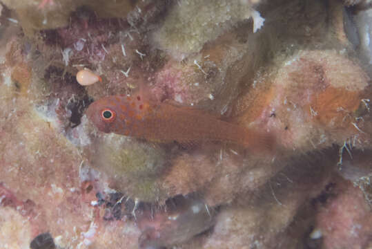 Image of Flame goby