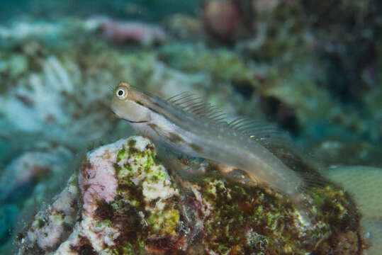 Image of Yaeyama coralblenny