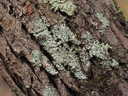 Image of hypotrachyna lichen