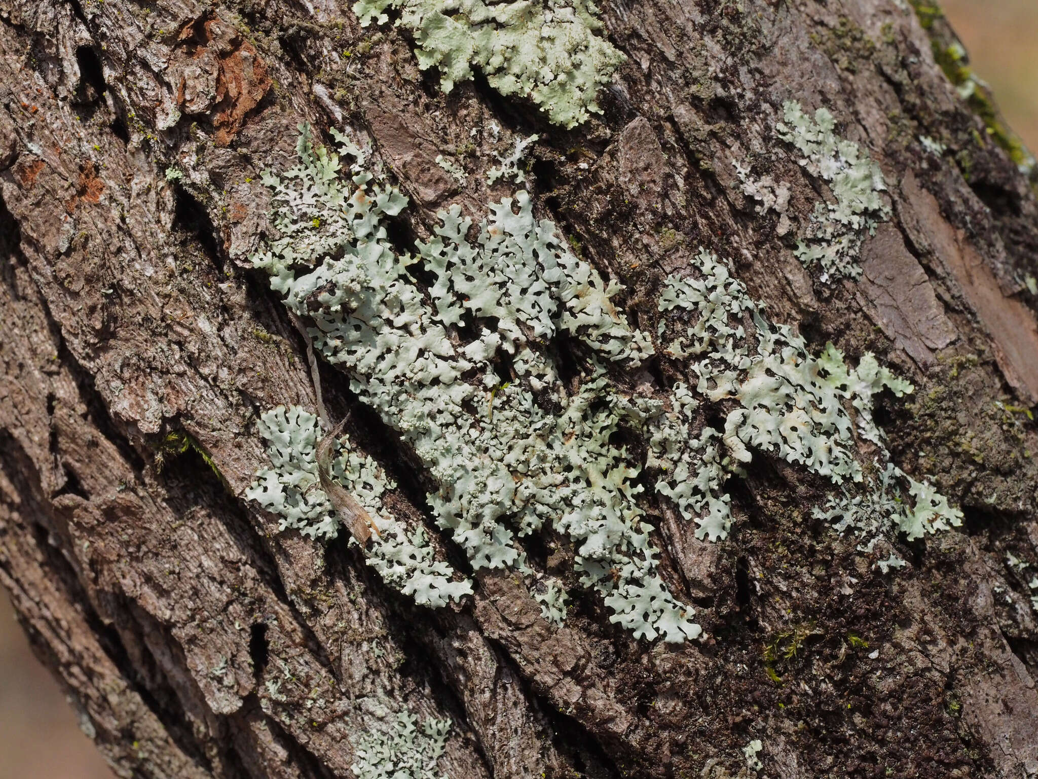 Image of hypotrachyna lichen