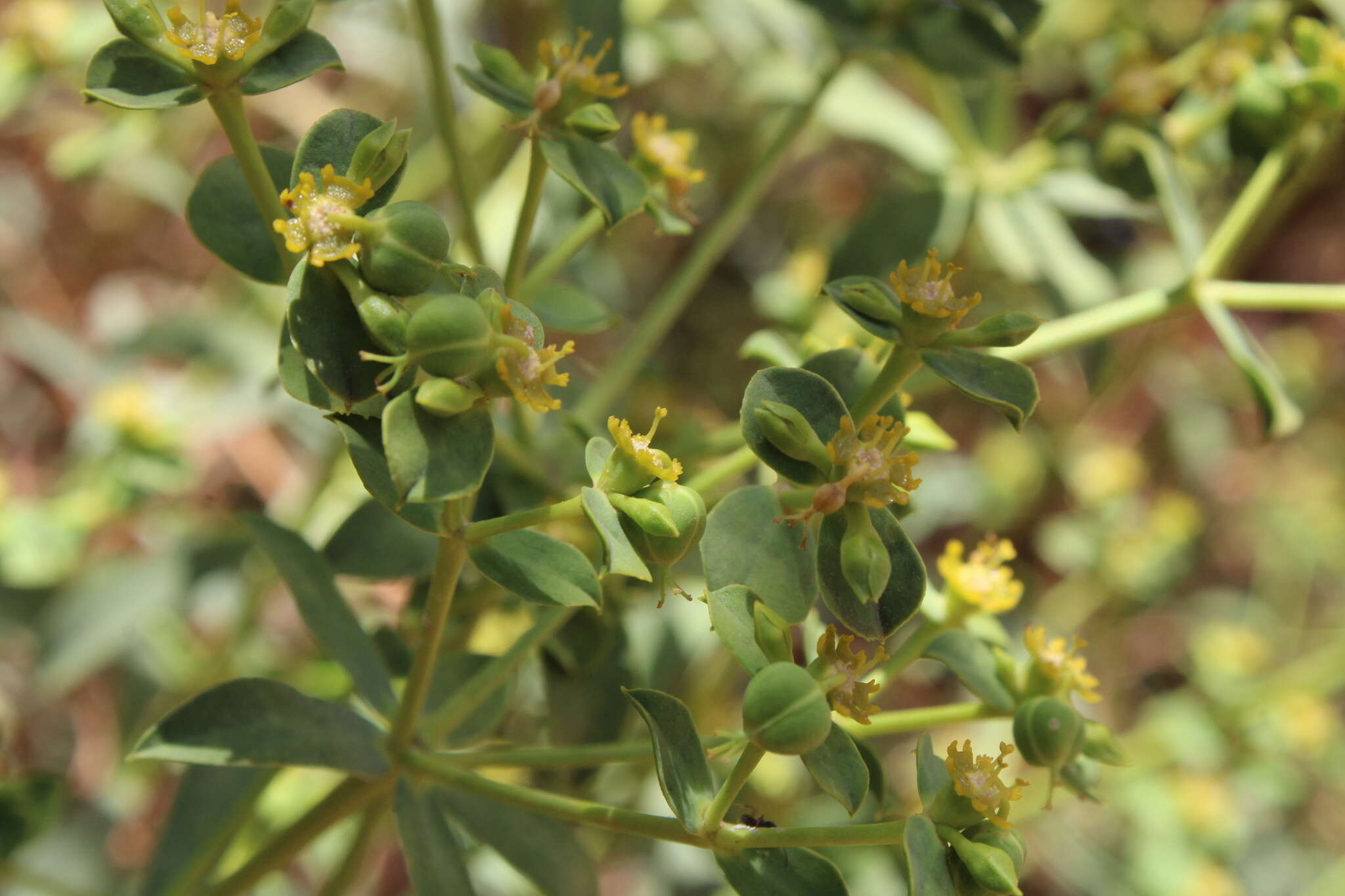 Image of Euphorbia bupleuroides Desf.