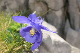 Image of Aquilegia pyrenaica DC.