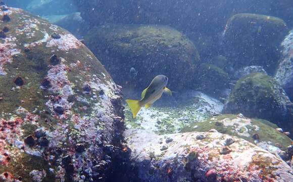 Image of Blackspot snapper