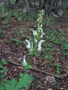 Imagem de Aconitum orientale Mill.