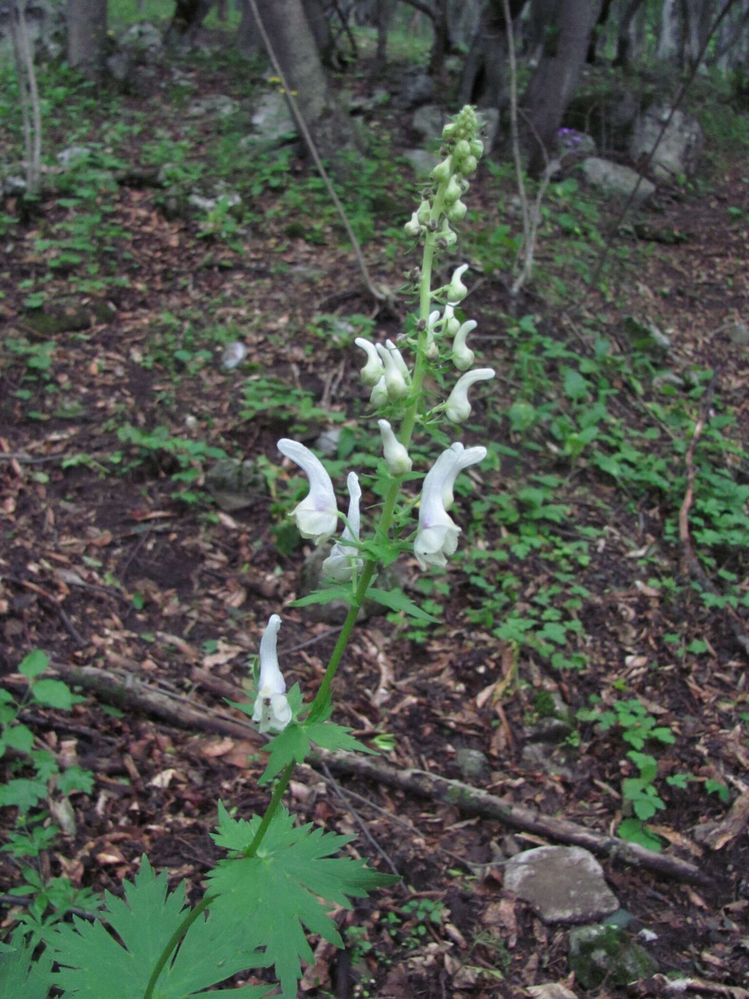 Aconitum orientale Mill.的圖片