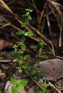 Imagem de Congolanthus longidens (N. E. Br.) A. Raynal