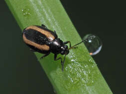 Image of Turnip flea beetle