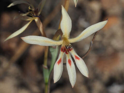 Image of Lapeirousia anceps (L. fil.) Ker Gawl.