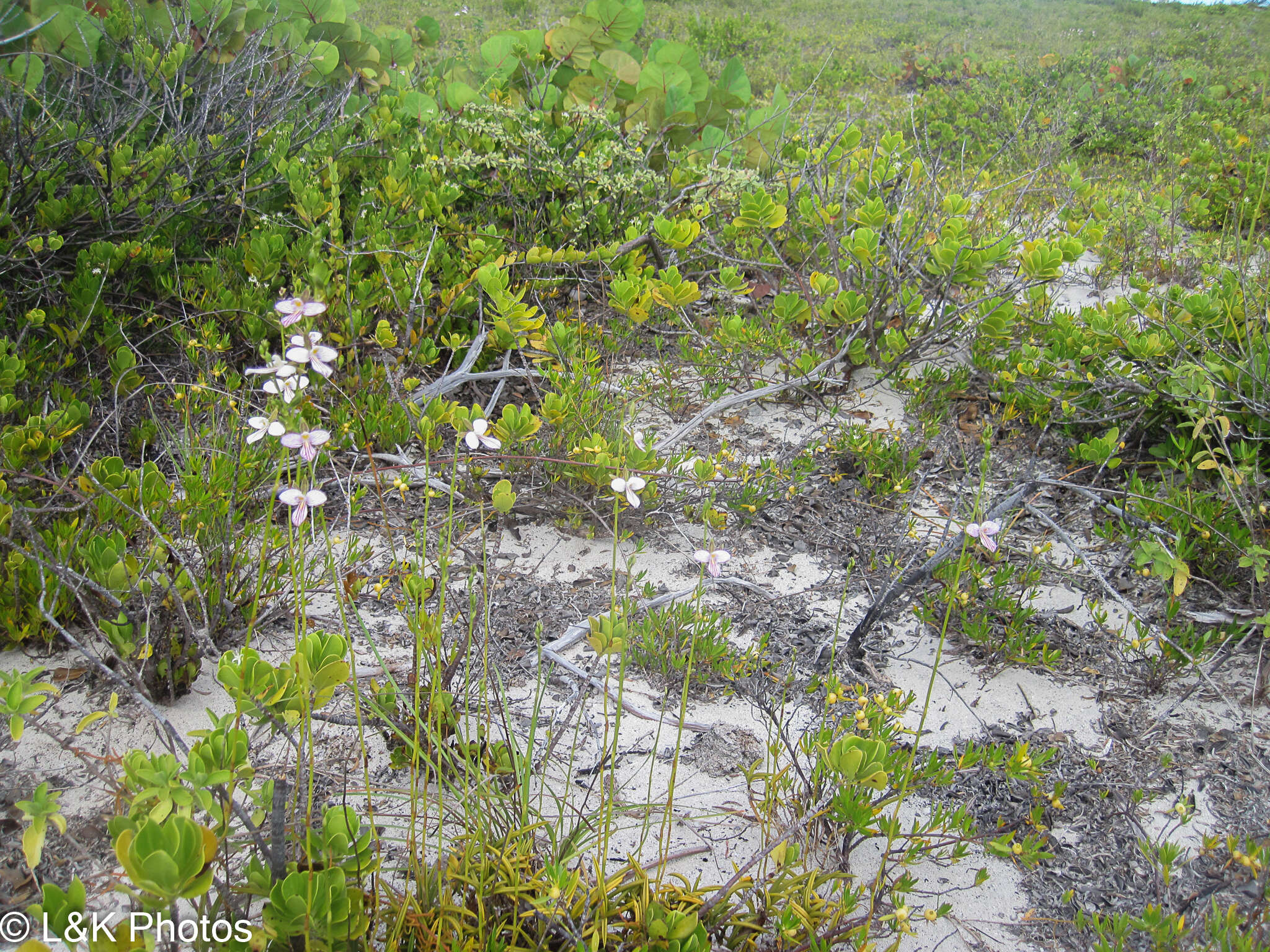 Image of wallflower orchid