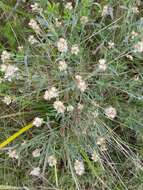 Image of Baccharis spicata (Lam.) Baill.