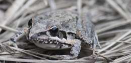 Imagem de Litoria freycineti Tschudi 1838