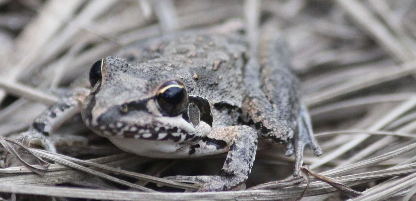 Litoria freycineti Tschudi 1838的圖片