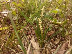 Image of Big blue lilyturf'