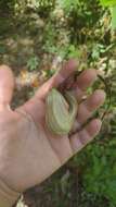 Image of Aristolochia macroura Gomez