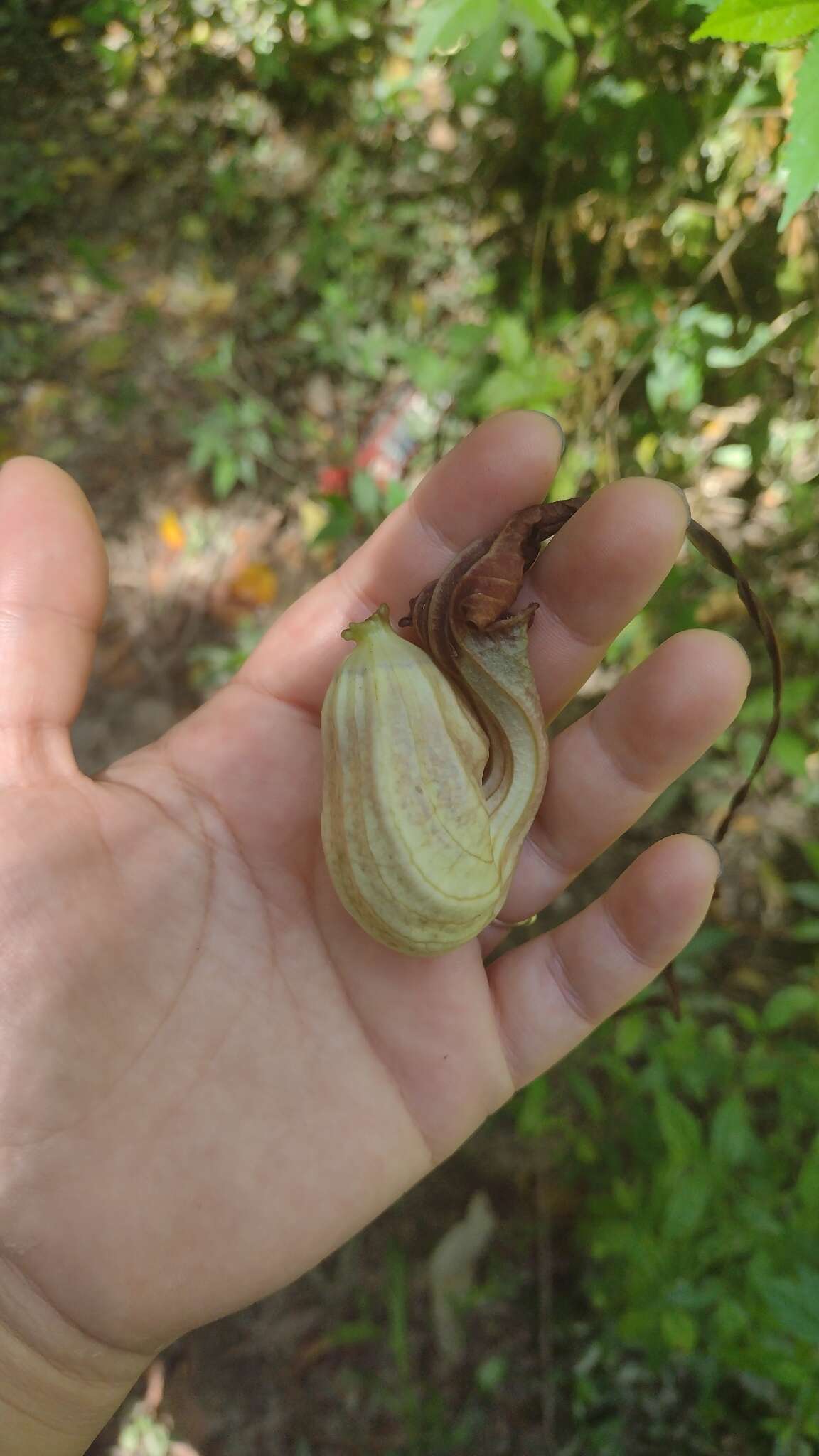 Image of Aristolochia macroura Gomez