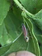 Image of Apogonalia fraterna Young 1977