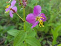 Imagem de Rhexia virginica L.