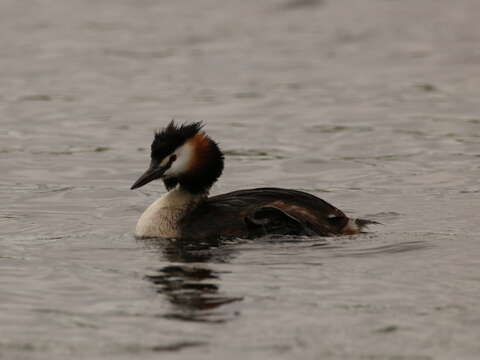 Image of Podiceps Latham 1787