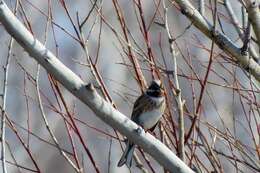 صورة Emberiza leucocephalos Gmelin & SG 1771