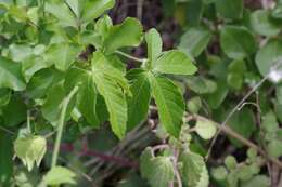 Plancia ëd Dalechampia capensis A. Spreng.